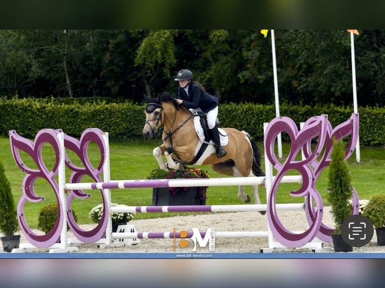 Cavallo sportivo irlandese Castrone 5 Anni 148 cm Falbo in Cork