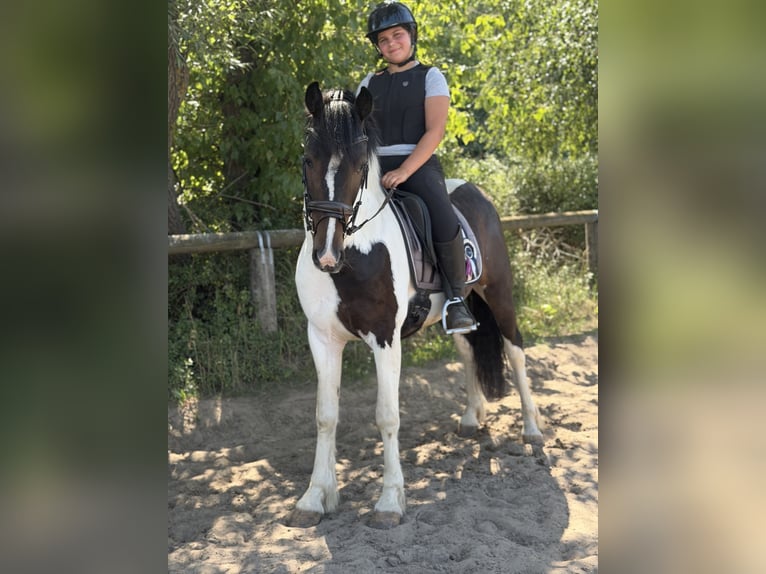 Cavallo sportivo irlandese Mix Castrone 5 Anni 150 cm Pezzato in Trebbin