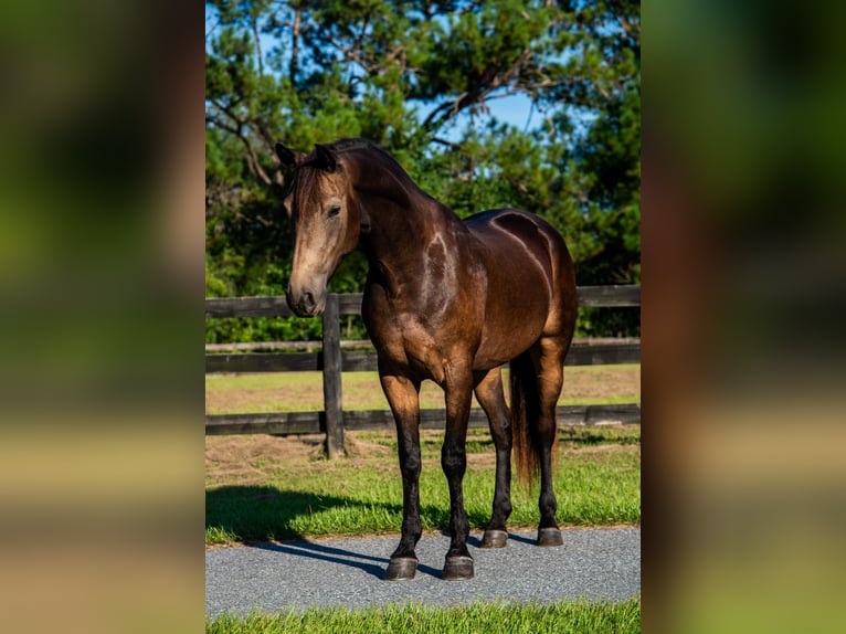 Cavallo sportivo irlandese Mix Castrone 5 Anni 152 cm Pelle di daino in Ocala