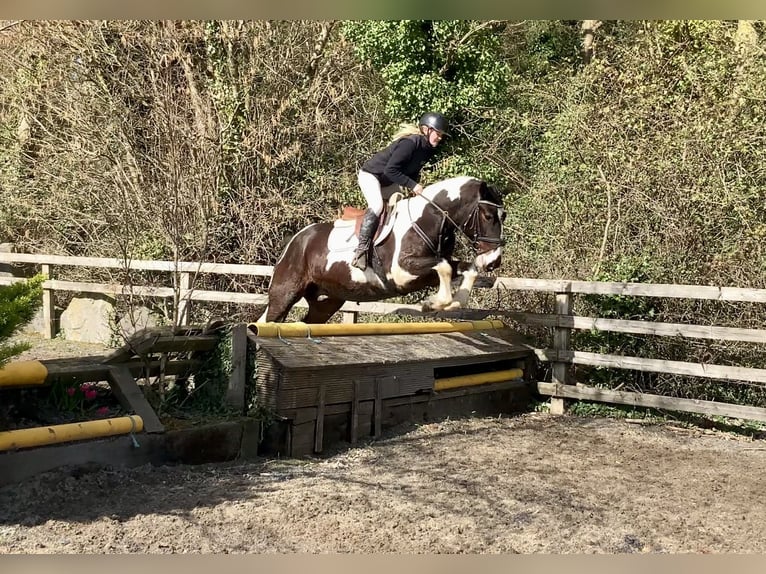 Cavallo sportivo irlandese Mix Castrone 5 Anni 153 cm Leopard in Laois