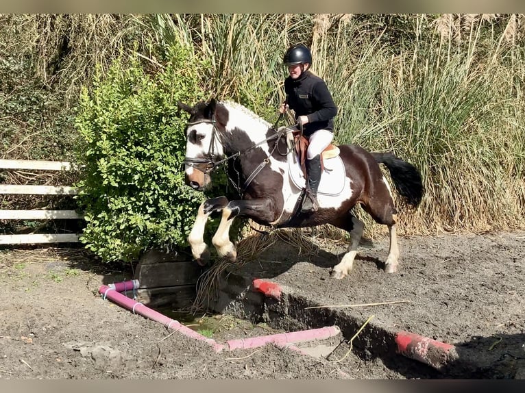 Cavallo sportivo irlandese Mix Castrone 5 Anni 153 cm Leopard in Laois