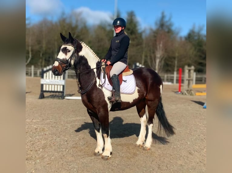 Cavallo sportivo irlandese Mix Castrone 5 Anni 153 cm Leopard in Laois