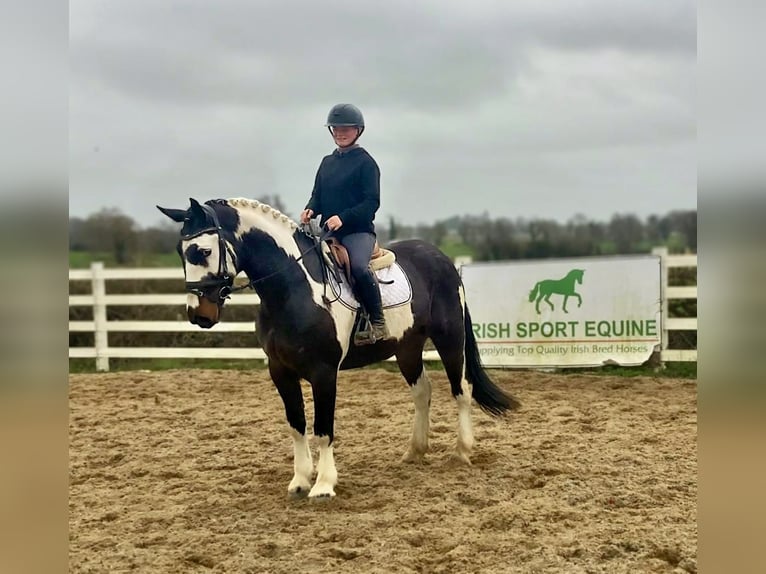 Cavallo sportivo irlandese Mix Castrone 5 Anni 153 cm Leopard in Laois