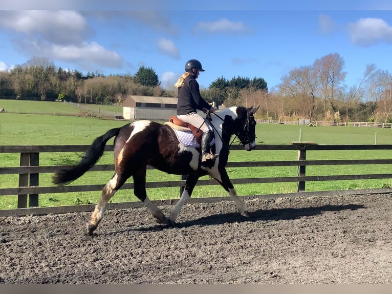 Cavallo sportivo irlandese Mix Castrone 5 Anni 153 cm Leopard in Laois