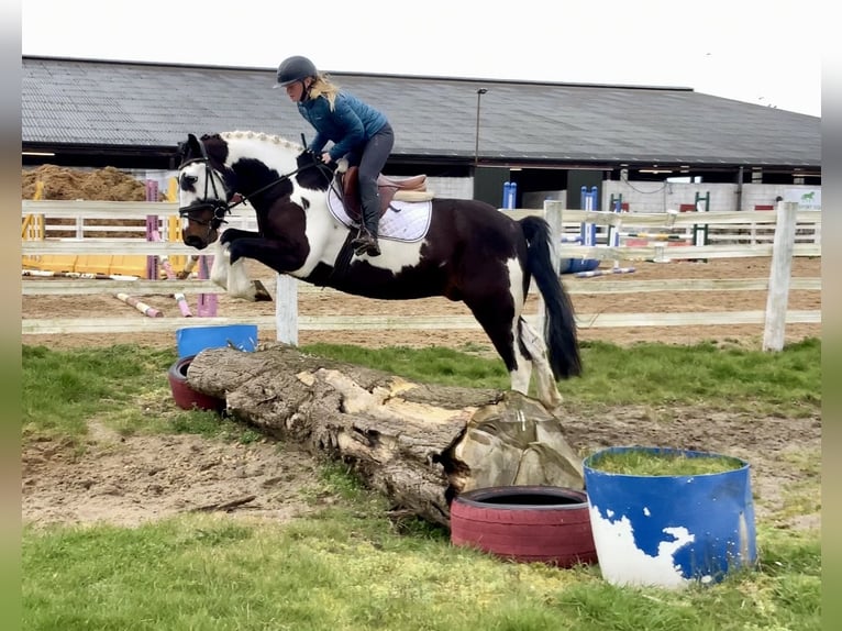 Cavallo sportivo irlandese Mix Castrone 5 Anni 153 cm Leopard in Laois