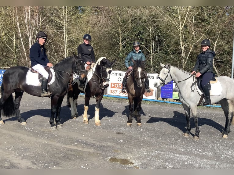 Cavallo sportivo irlandese Mix Castrone 5 Anni 153 cm Leopard in Laois