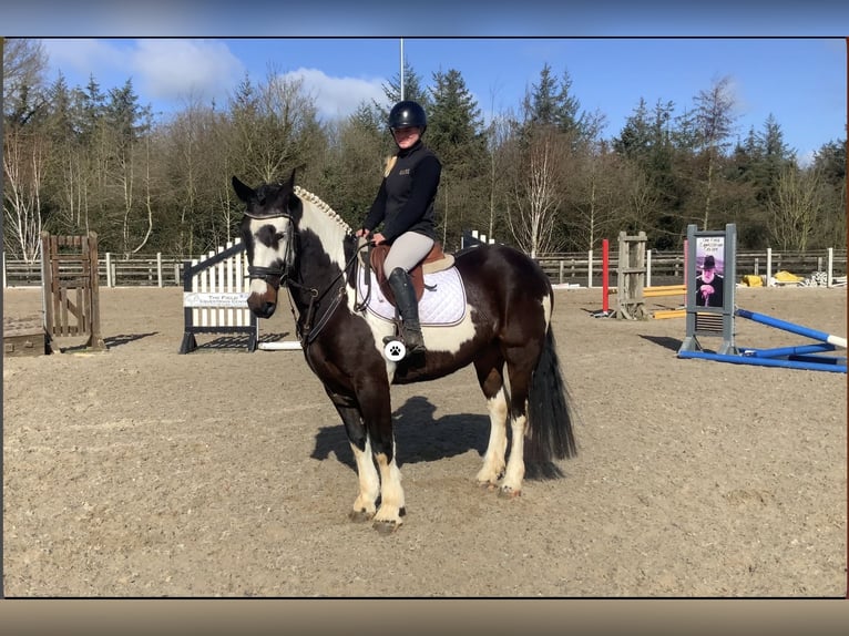 Cavallo sportivo irlandese Mix Castrone 5 Anni 153 cm Leopard in Laois