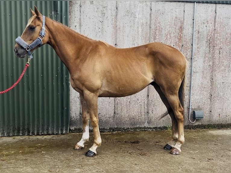 Cavallo sportivo irlandese Castrone 5 Anni 153 cm Sauro scuro in Sligo