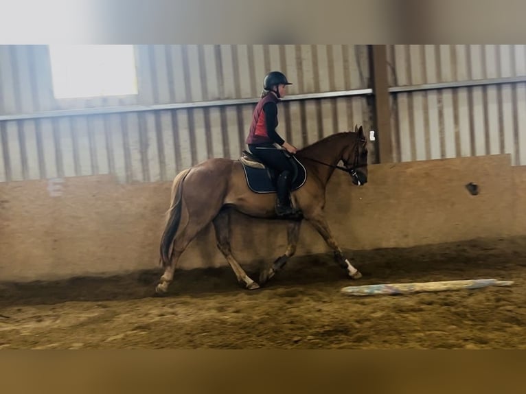 Cavallo sportivo irlandese Castrone 5 Anni 153 cm Sauro scuro in Sligo