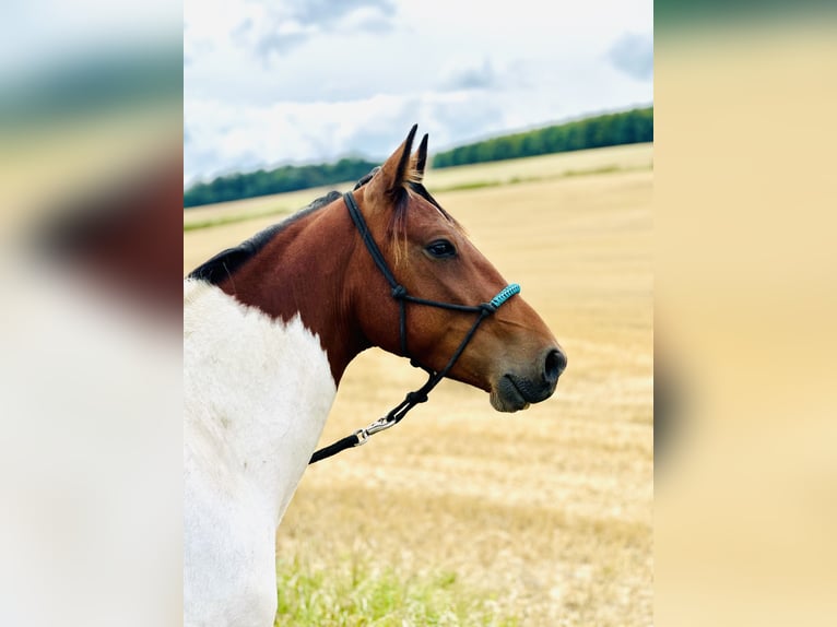 Cavallo sportivo irlandese Castrone 5 Anni 155 cm Pezzato in Bockenem