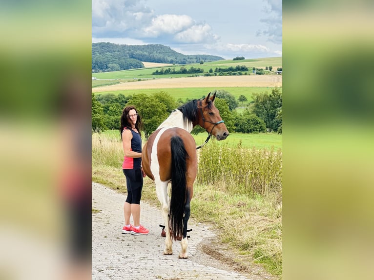 Cavallo sportivo irlandese Castrone 5 Anni 155 cm Pezzato in Bockenem