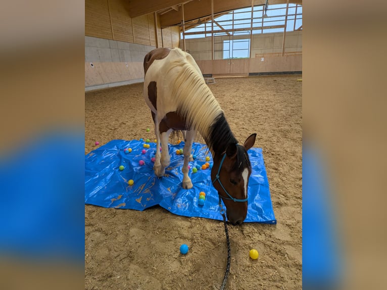 Cavallo sportivo irlandese Mix Castrone 5 Anni 155 cm Pezzato in Oberhaching