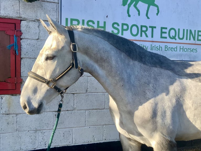 Cavallo sportivo irlandese Castrone 5 Anni 158 cm Grigio pezzato in Mountrath