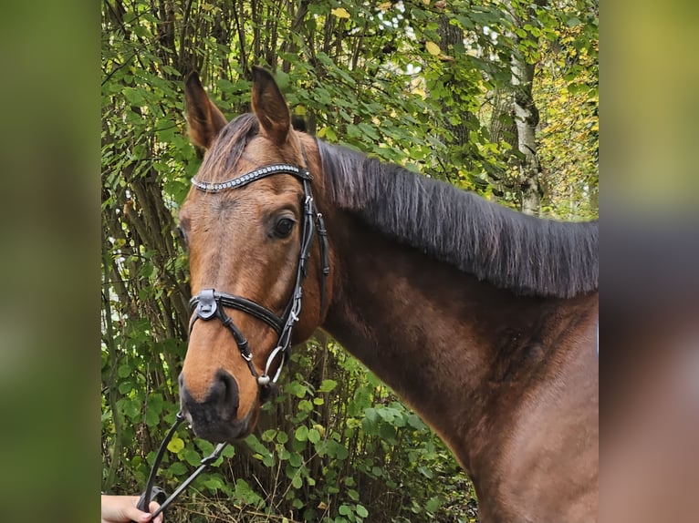 Cavallo sportivo irlandese Castrone 5 Anni 160 cm Baio in Nettetal