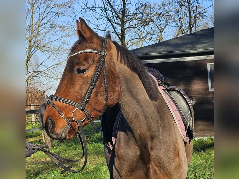 Cavallo sportivo irlandese Castrone 5 Anni 160 cm Baio in Nettetal