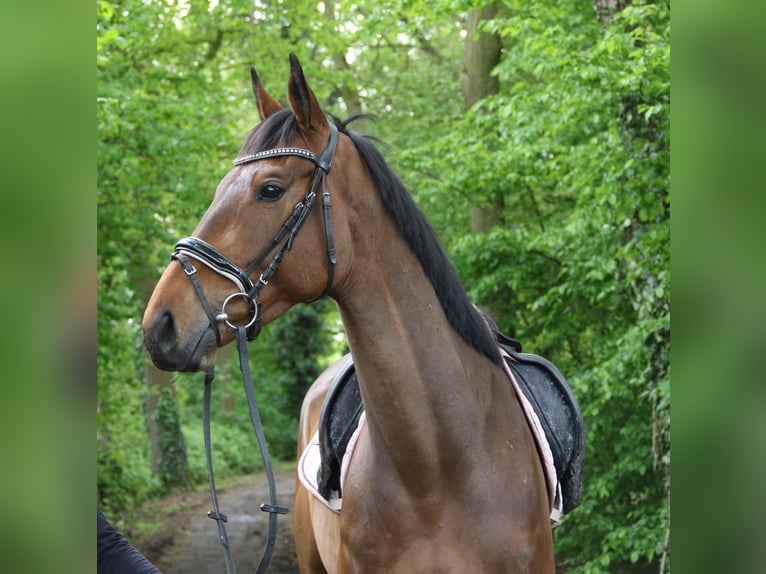Cavallo sportivo irlandese Castrone 5 Anni 160 cm Baio in Nettetal