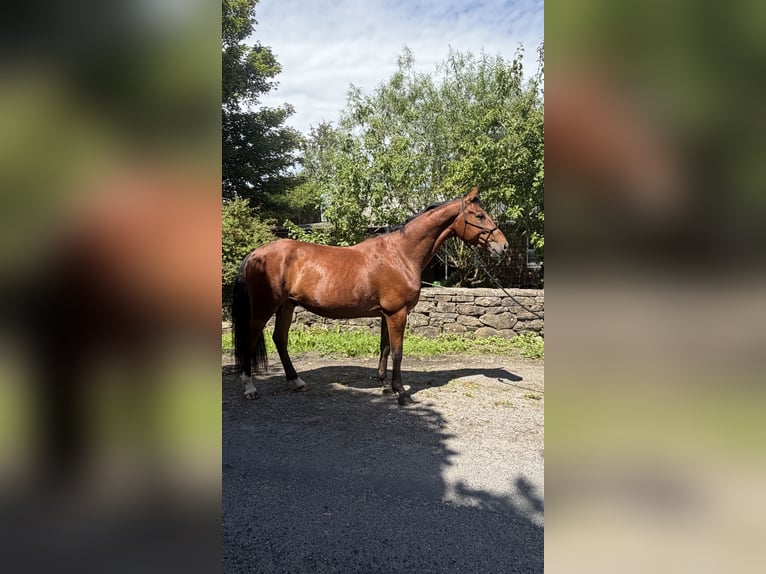 Cavallo sportivo irlandese Castrone 5 Anni 160 cm Baio ciliegia in Loughrea