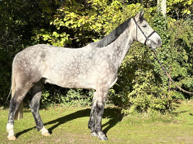 Cavallo sportivo irlandese Castrone 5 Anni 160 cm Grigio in Newcastle west