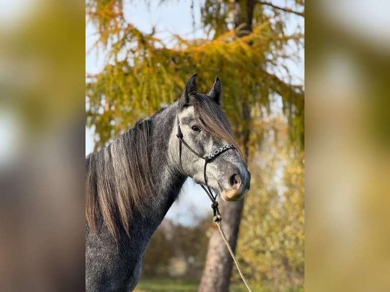 Cavallo sportivo irlandese Mix Castrone 5 Anni 160 cm Può diventare grigio in Achstetten