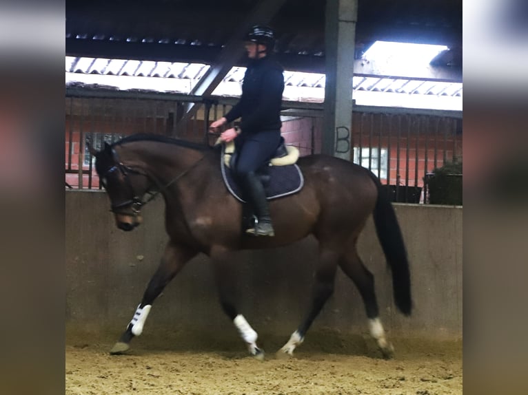 Cavallo sportivo irlandese Mix Castrone 5 Anni 162 cm Baio in Uelsen