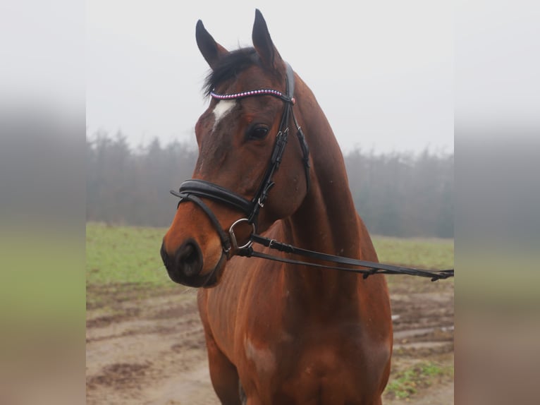 Cavallo sportivo irlandese Mix Castrone 5 Anni 162 cm Baio in Uelsen
