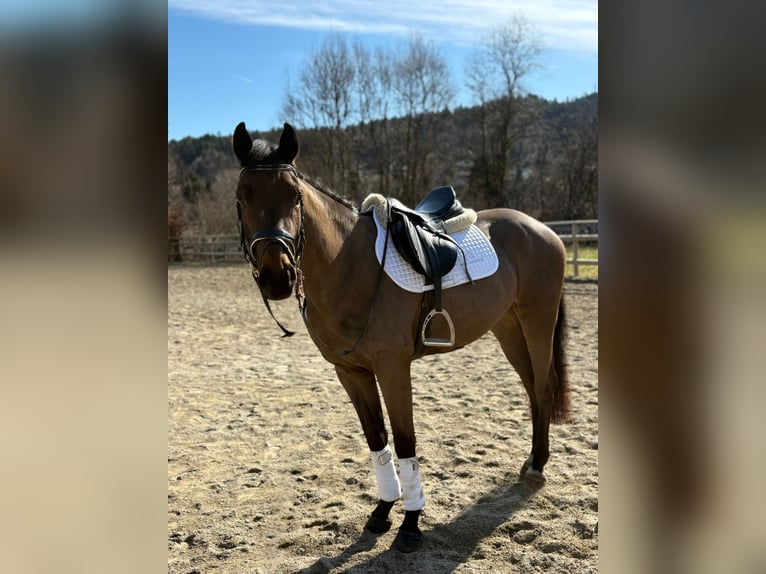 Cavallo sportivo irlandese Castrone 5 Anni 162 cm Baio scuro in Gummern