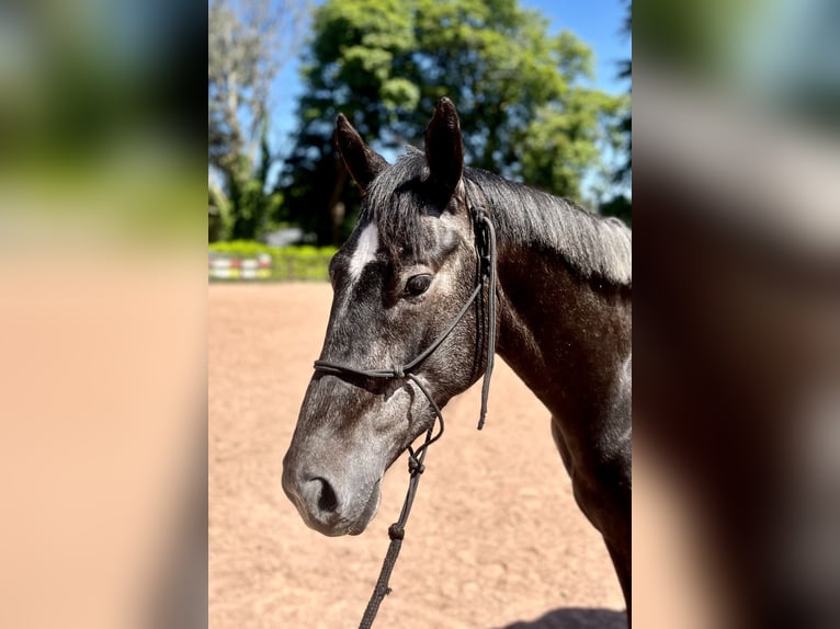 Cavallo sportivo irlandese Castrone 5 Anni 162 cm Grigio in Galway