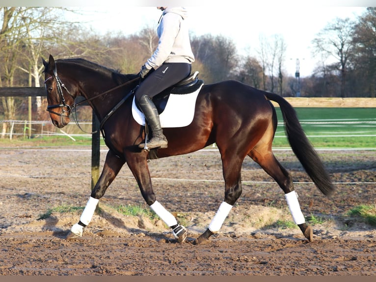 Cavallo sportivo irlandese Mix Castrone 5 Anni 163 cm Baio scuro in uelsen