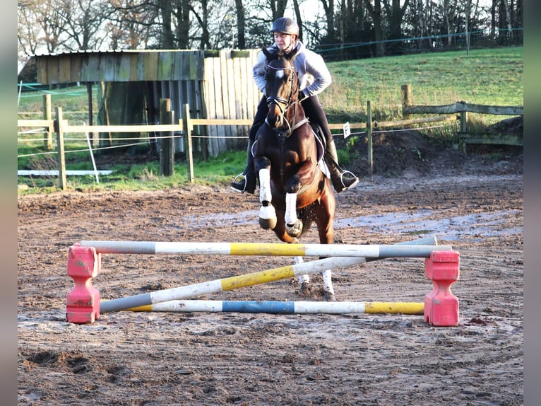 Cavallo sportivo irlandese Mix Castrone 5 Anni 163 cm Baio scuro in uelsen