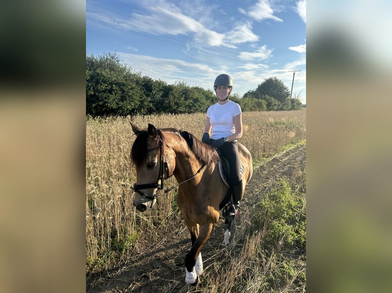 Cavallo sportivo irlandese Castrone 5 Anni 163 cm Pelle di daino in Münster