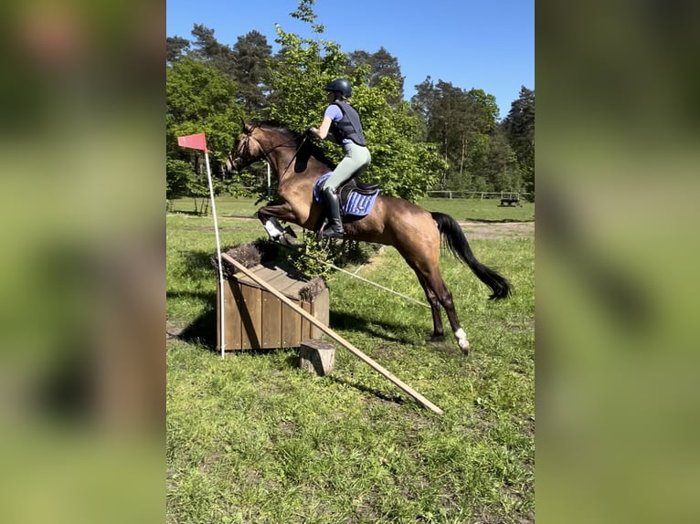 Cavallo sportivo irlandese Castrone 5 Anni 163 cm Pelle di daino in Münster