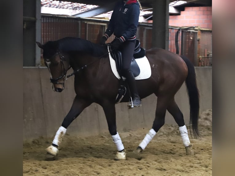Cavallo sportivo irlandese Mix Castrone 5 Anni 164 cm Baio scuro in Uelsen