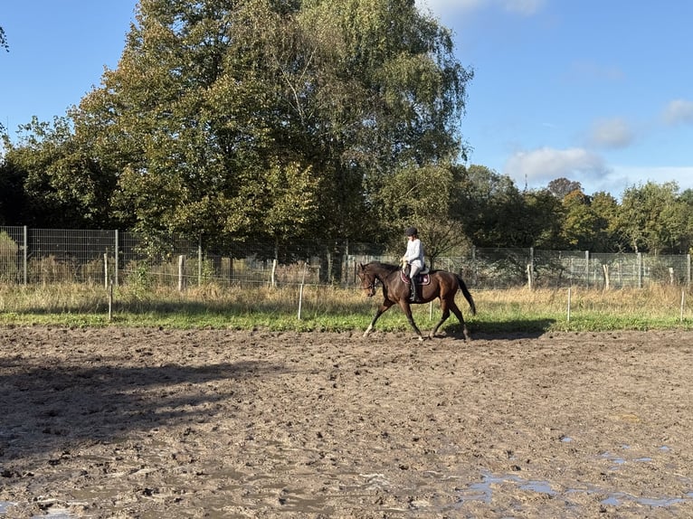 Cavallo sportivo irlandese Castrone 5 Anni 165 cm Baio scuro in Berlin