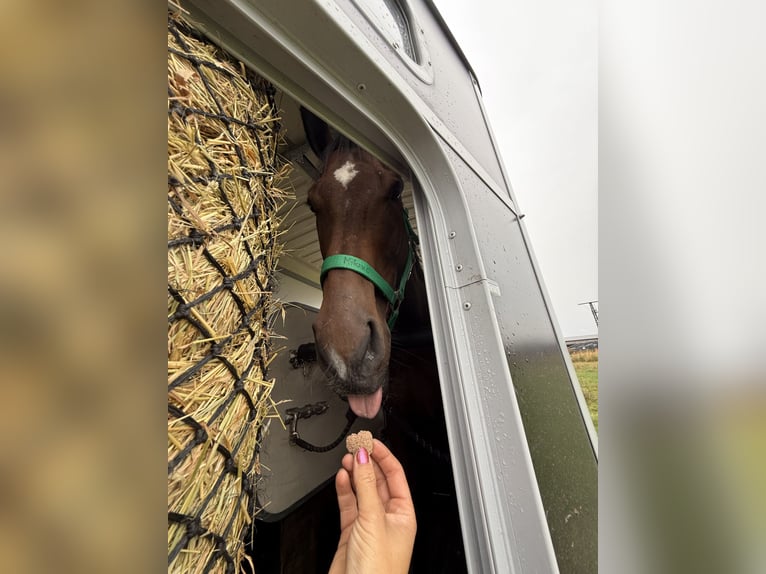 Cavallo sportivo irlandese Castrone 5 Anni 165 cm Baio scuro in Berlin