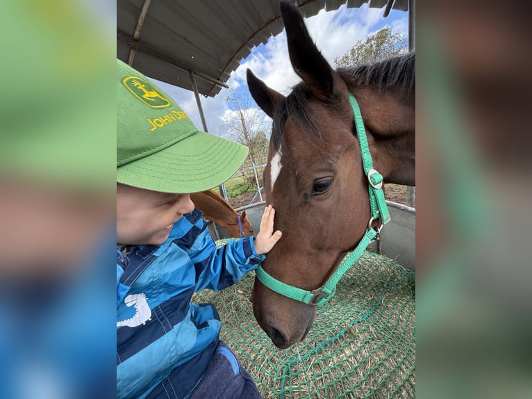 Cavallo sportivo irlandese Castrone 5 Anni 165 cm Baio scuro in Berlin