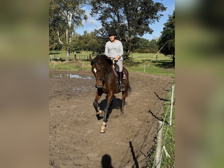 Cavallo sportivo irlandese Castrone 5 Anni 165 cm Baio scuro in Berlin