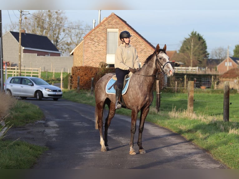 Cavallo sportivo irlandese Castrone 5 Anni 165 cm Leardo in Bogaarden