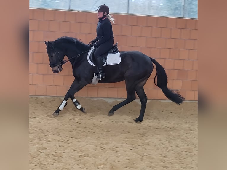 Cavallo sportivo irlandese Castrone 5 Anni 165 cm Morello in Lage