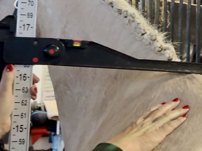 Cavallo sportivo irlandese Castrone 5 Anni 165 cm Palomino in Mountrath