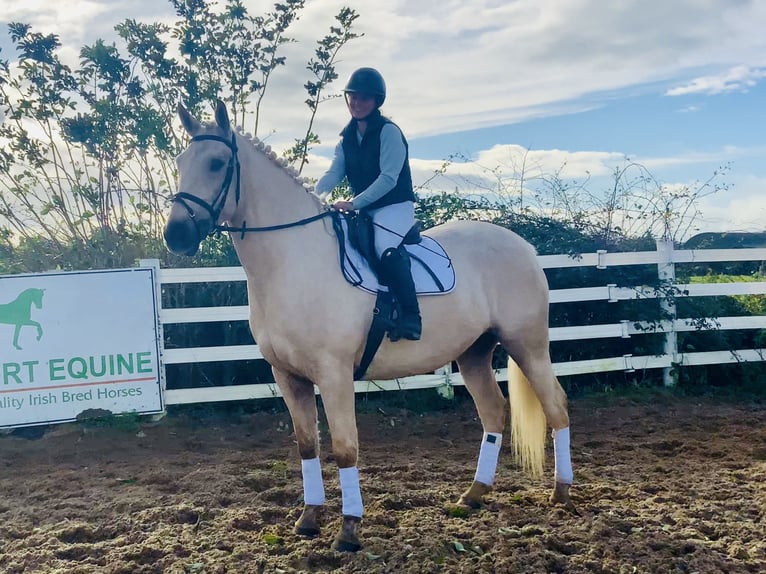 Cavallo sportivo irlandese Castrone 5 Anni 165 cm Palomino in Mountrath