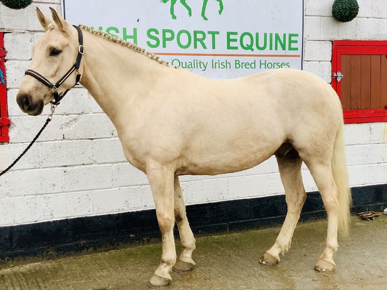 Cavallo sportivo irlandese Castrone 5 Anni 165 cm Palomino in Mountrath