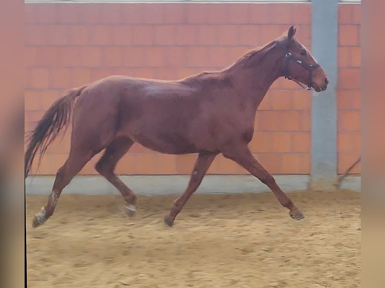 Cavallo sportivo irlandese Castrone 5 Anni 165 cm Sauro in Lage