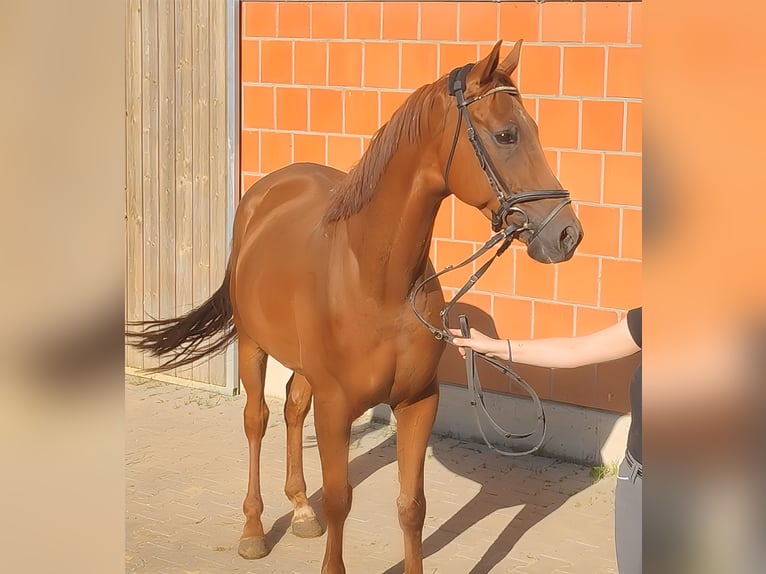 Cavallo sportivo irlandese Castrone 5 Anni 165 cm Sauro in Lage