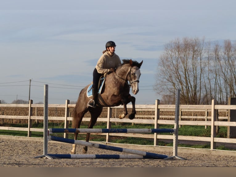 Cavallo sportivo irlandese Castrone 5 Anni 166 cm Leardo in Bogaarden