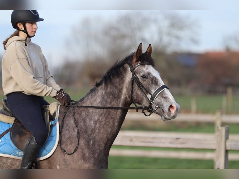 Cavallo sportivo irlandese Castrone 5 Anni 166 cm Leardo in Bogaarden