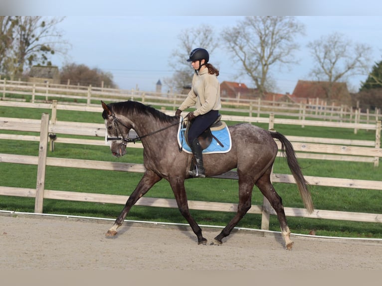 Cavallo sportivo irlandese Castrone 5 Anni 166 cm Leardo in Bogaarden