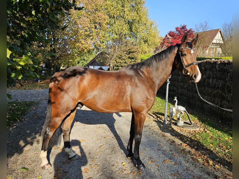 Cavallo sportivo irlandese Castrone 5 Anni 167 cm Baio in Oberwil BL