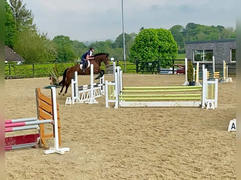 Cavallo sportivo irlandese Castrone 5 Anni 167 cm in Sligo