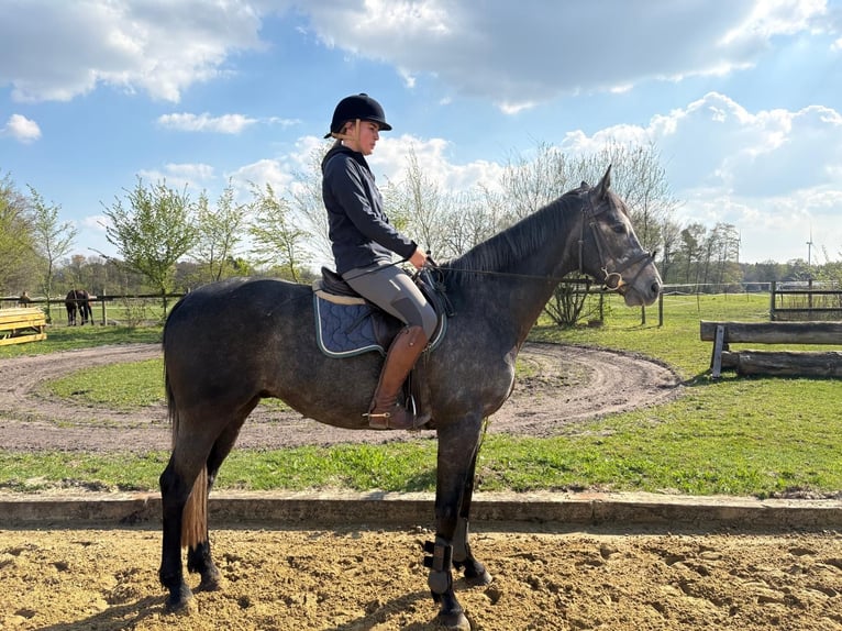 Cavallo sportivo irlandese Castrone 5 Anni 167 cm Grigio in Bielefeld