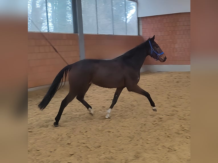 Cavallo sportivo irlandese Castrone 5 Anni 168 cm Baio in Lage